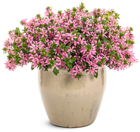 Scaevola aemula 'Stardiva® Pink'