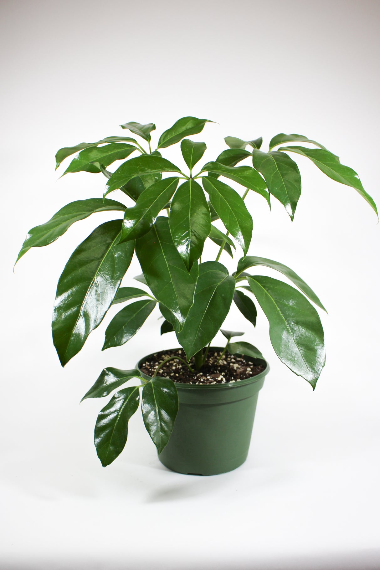 Amate Schefflera - Schefflera actinophylla