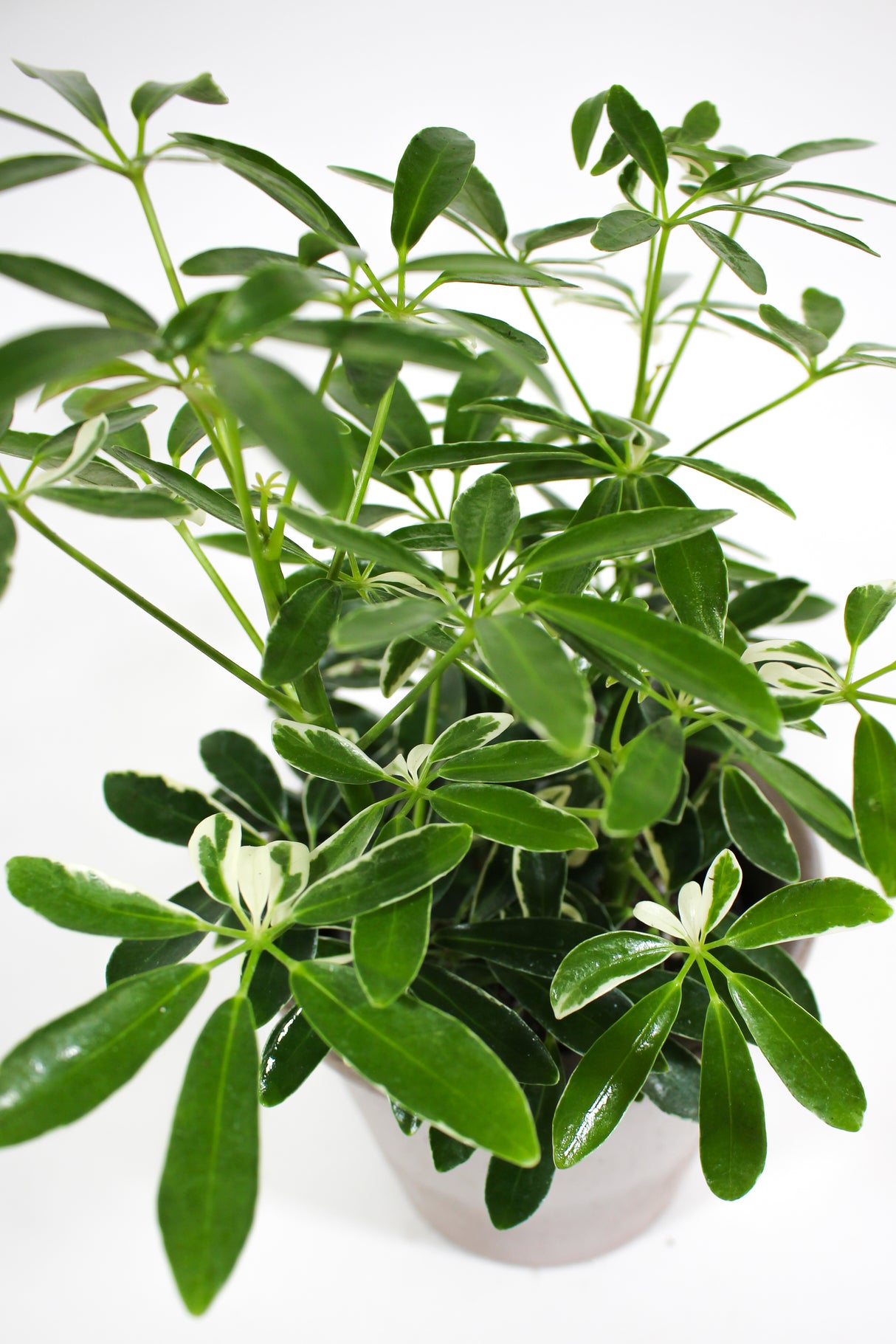 Schefflera arboricola