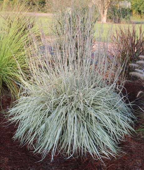 Schizachyrium scoparium ‘Shining Star’