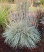 Schizachyrium scoparium ‘Shining Star’