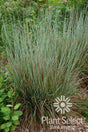 Schizachyrium scoparium 'Standing Ovation'