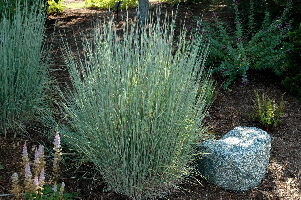 Schizachyrium scoparium 'The Blues'