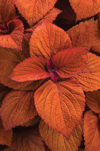 Coleus Solenostemon scutellariodes 'Colorblaze® Sedona Sunset