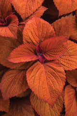 Coleus Solenostemon scutellariodes 'Colorblaze® Sedona Sunset®'