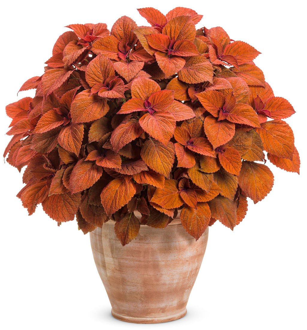 Coleus Solenostemon scutellariodes 'Colorblaze® Sedona Sunset®' in decorative pot