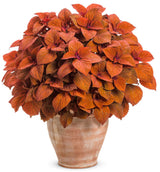 Coleus Solenostemon scutellariodes 'Colorblaze® Sedona Sunset®' in decorative pot