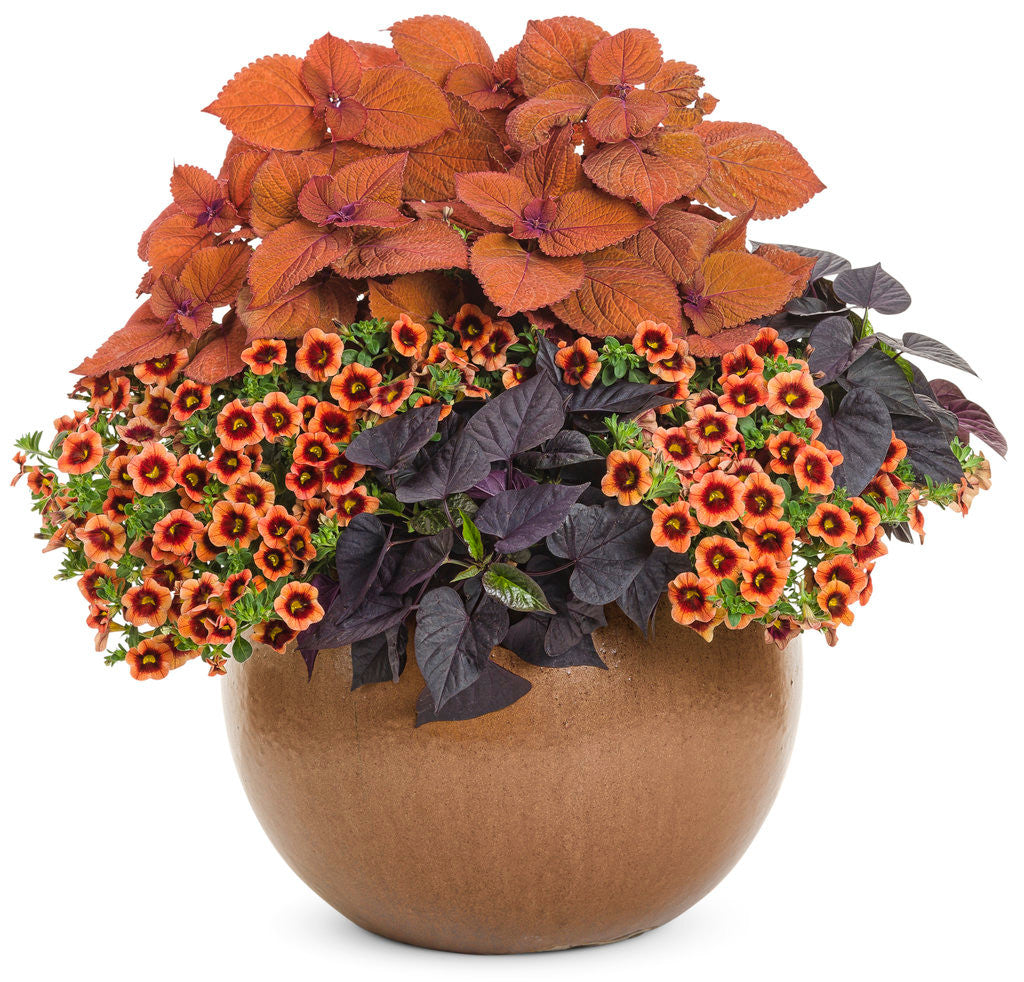 Coleus Solenostemon scutellariodes 'Colorblaze® Sedona Sunset®' combination