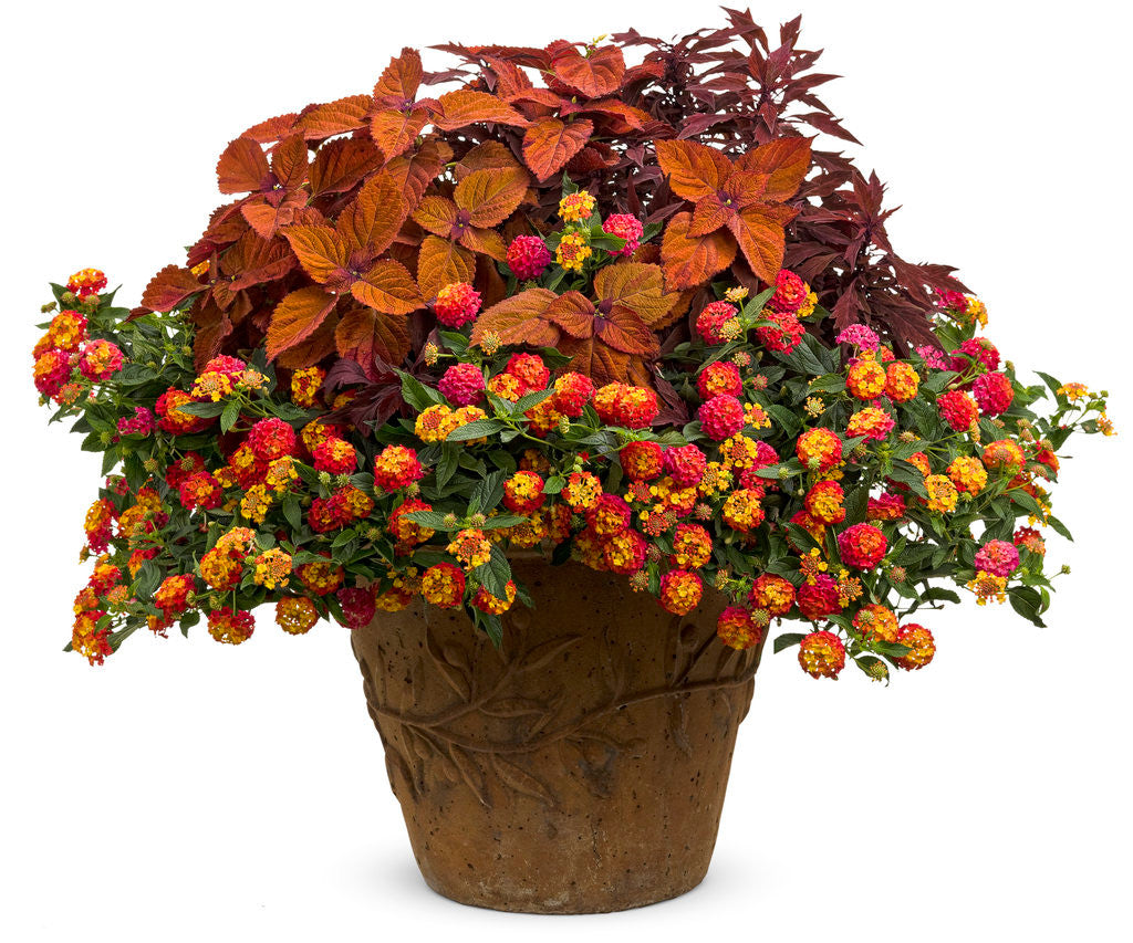 Coleus Solenostemon scutellariodes 'Colorblaze® Sedona Sunset®' combination