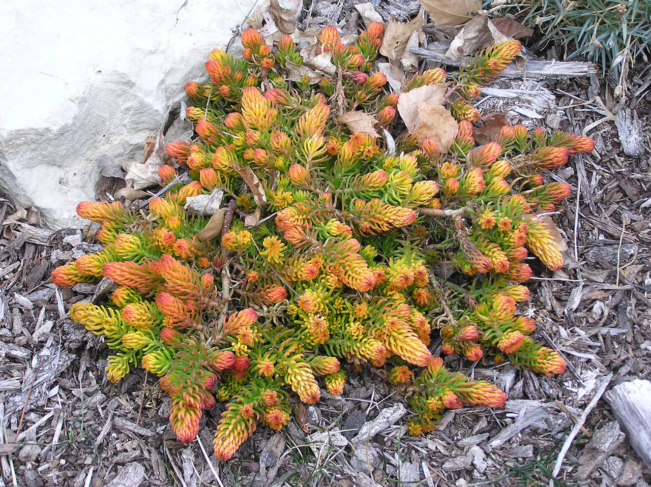 sedum angelina succulent Sedum rupestre 'Angelina' – Romence Gardens & Greenhouses