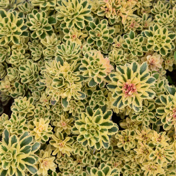 Romence Gardens Sedum takesimense Atlantis - Thumbnail 2