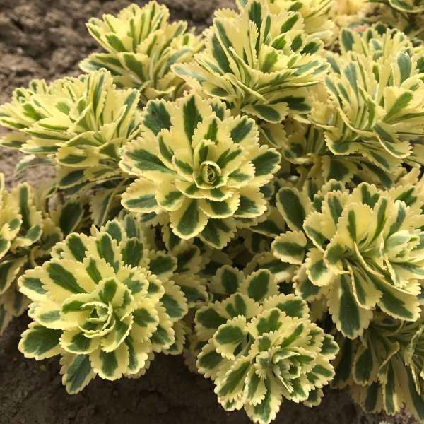 Romence Gardens Sedum takesimense Atlantis - Thumbnail 3
