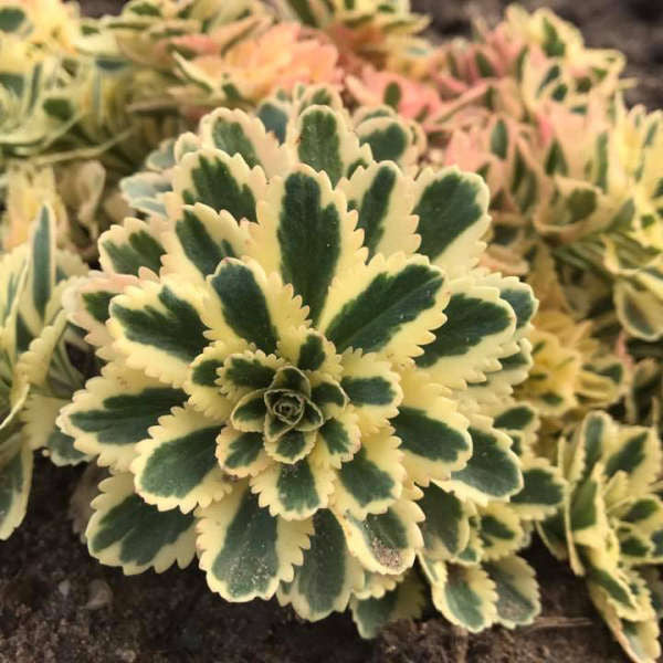 Romence Gardens Sedum takesimense Atlantis
