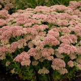 Sedum spectabile 'Autumn Joy (Herbstfreude)'