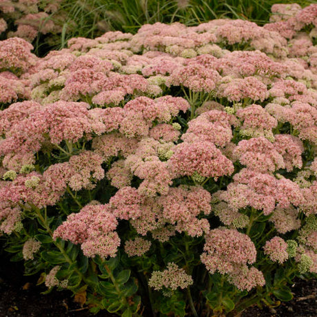 Sedum spectabile 'Autumn Joy (Herbstfreude)'