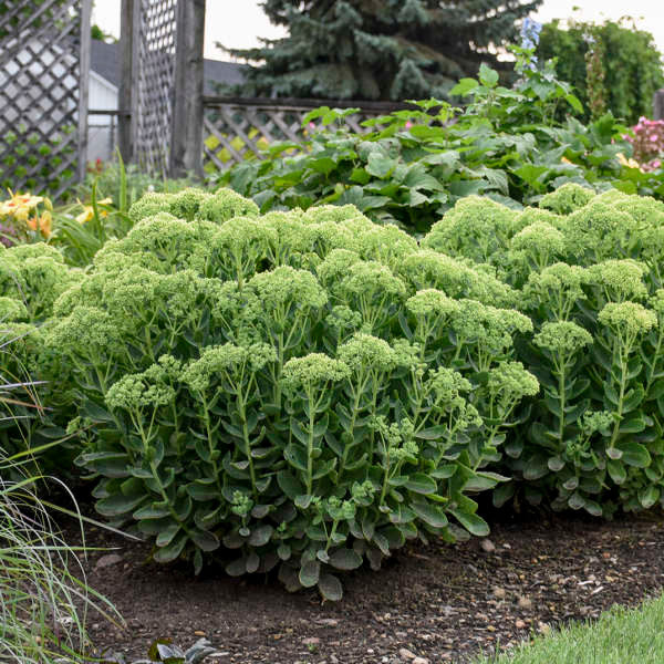 Sedum spectabile 'Autumn Joy (Herbstfreude)'