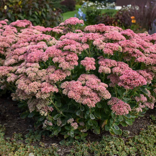 Sedum spectabile 'Autumn Joy (Herbstfreude)'