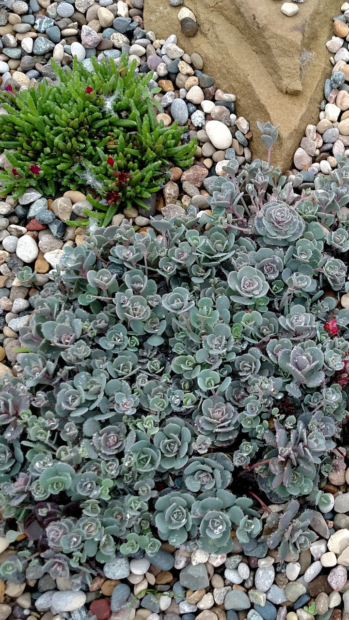 Sedum x sedoro SunSparkler® 'Blue Elf'