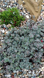 Sedum x sedoro SunSparkler® 'Blue Elf'