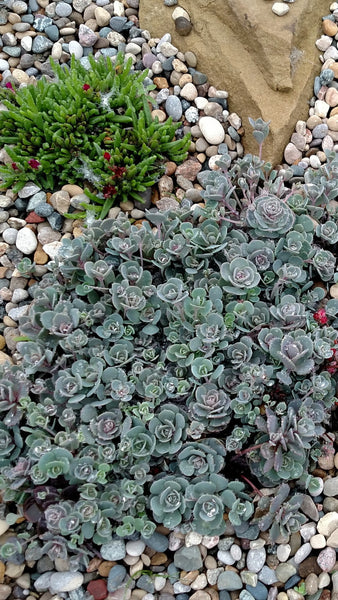 sedum blue elf succulent Sedum x sedoro SunSparkler® 'Blue Elf'