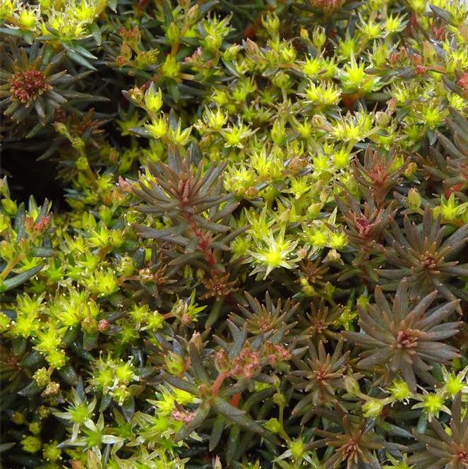 Sedum hakonense 'Chocolate Ball'
