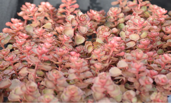 dragon's blood succulent Sedum spuricum 'Dragon's Blood' – Romence Gardens & Greenhouses