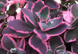 dream dazzler succulent Sedum SunSparkler® 'Dream Dazzler' – Romence Gardens & Greenhouses