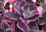 Sedum SunSparkler® 'Dream Dazzler'