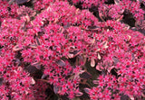 dream dazzler succulent Sedum SunSparkler 'Dream Dazzler'
