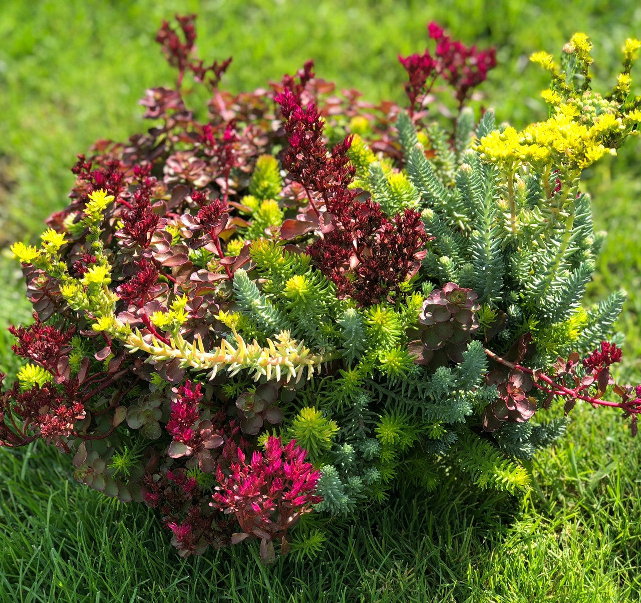 Sedum 'flaming Carpet' – Romence Gardens & Greenhouses