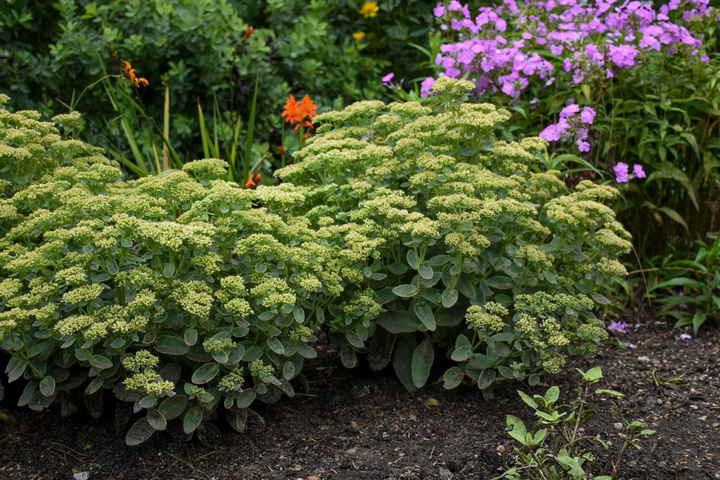 Sedum Hybrid Rock 'N Grow® 'Lemon Jade'