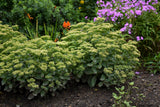 lemon jade sedum plant Sedum Hybrid Rock 'N Grow® 'Lemon Jade' – Romence Gardens & Greenhouses