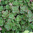 Sedum SunSparkler® Series 'Lime Zinger'