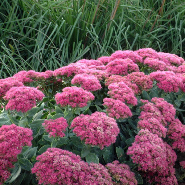 Sedum spectabile 'Neon'