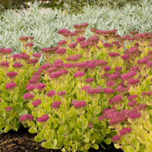 Sedum spectabile 'Neon'