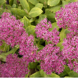 Sedum spectabile 'Neon'