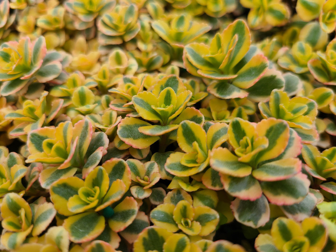 yellow succulent ground cover Sedum spurium 'What a Doozie'