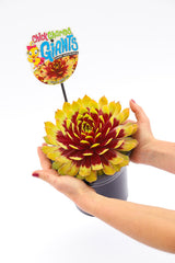 Sempervivum Chick Charms® Giants 'Gold Mine'