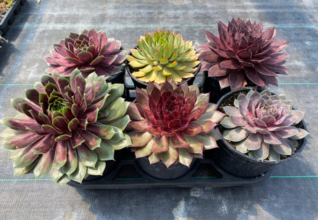 Sempervivum Chick Charms® Giants 'Gold Mine'