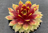 Sempervivum Chick Charms® Giants 'Gold Mine'