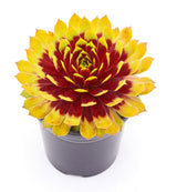 Sempervivum Chick Charms® Giants 'Gold Mine'