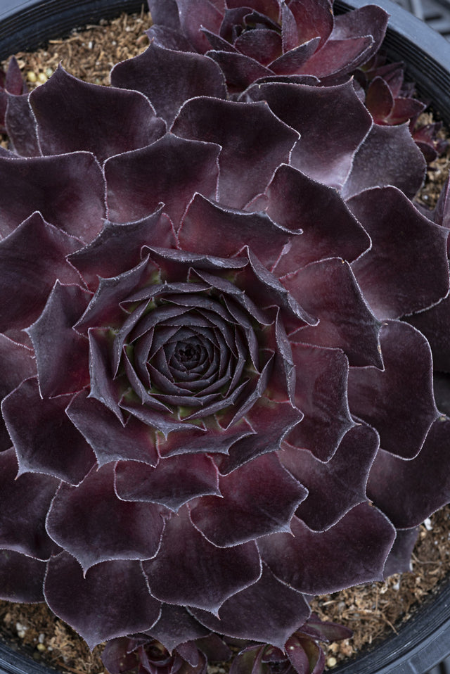 Sempervivum SUPERSEMP® ‘Onyx’