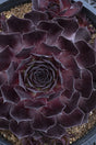 Sempervivum SUPERSEMP® ‘Onyx’