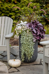 Senecio candicans 'Angel Wings'