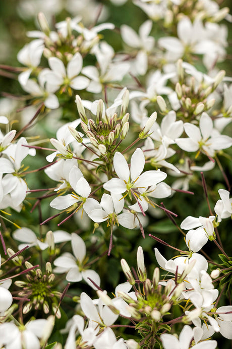 Cleome hybrid 'Señorita Blanca®'