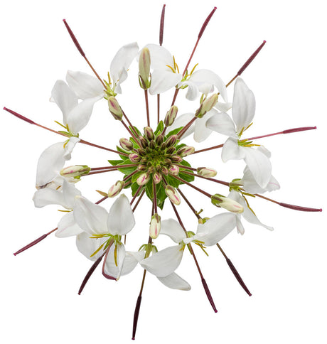 Cleome hybrid 'Señorita Blanca®' flower