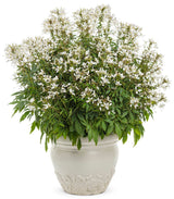 Cleome hybrid 'Señorita Blanca®' in decorative pot