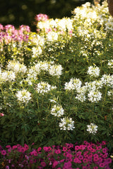 Cleome hybrid 'Señorita Blanca®'