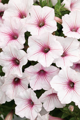 Petunia hybrid 'Supertunia Vista® Silverberry'