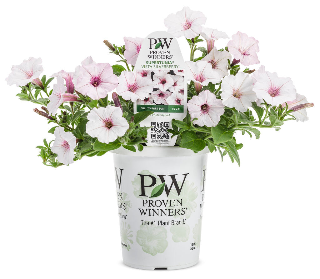 Petunia hybrid 'Supertunia Vista® Silverberry' in grower pot